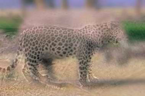 Frequency Domain Filtering