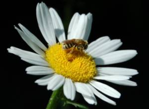 Orignal Bee on Daisy Image