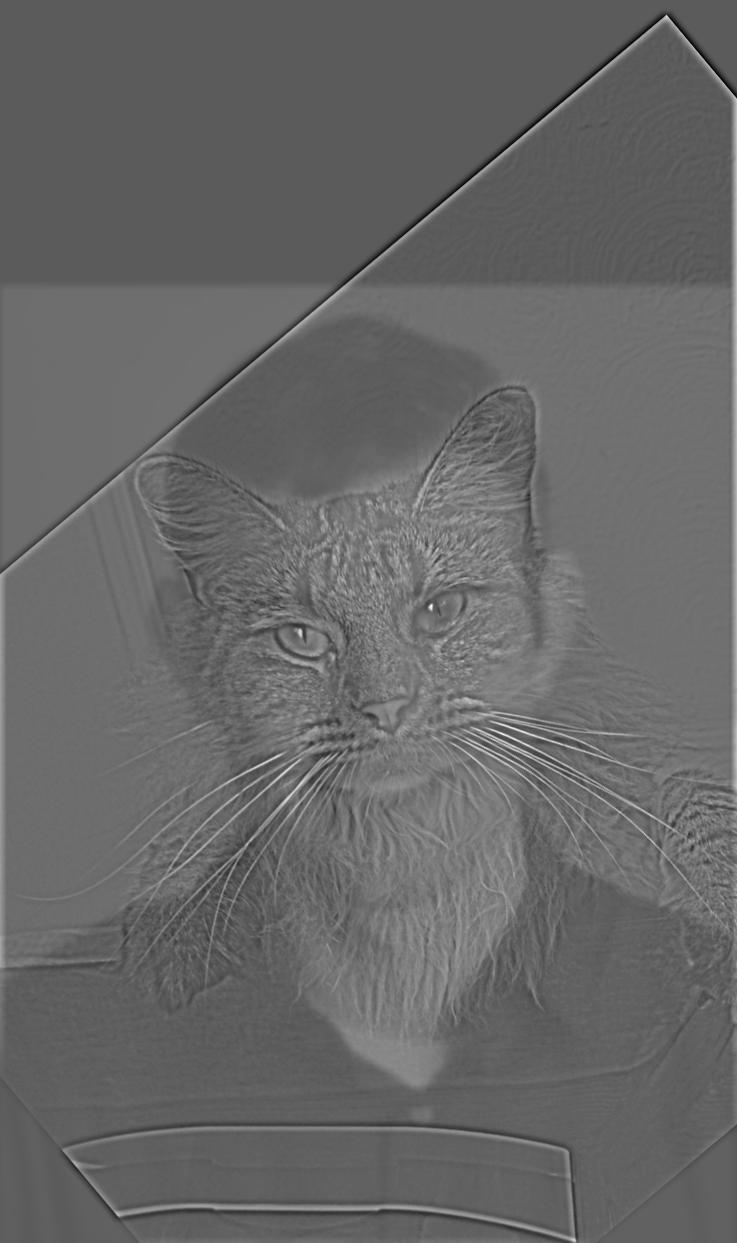 Hybrid Man Cat Image