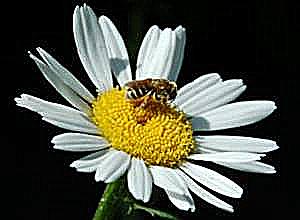 Sharpened Bee on Daisy Image