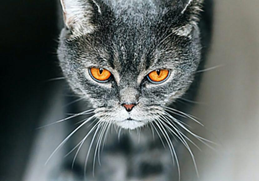 Sharpened Cat Image