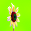 Flower at i_start=10